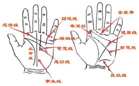 小指上四道纹|手相基础：几种重要的手纹图解